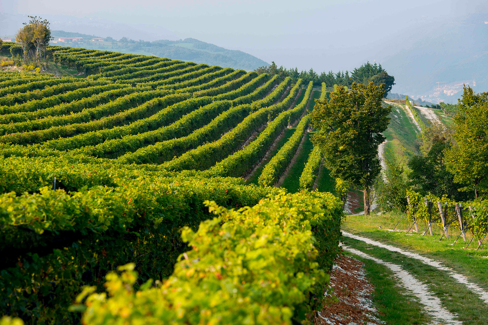 Valpolicella, our territory - Palazzo Maffei